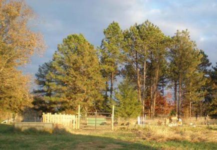 Building A Chicken House Part 1 Image